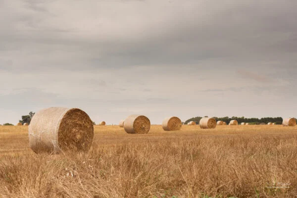 Hay