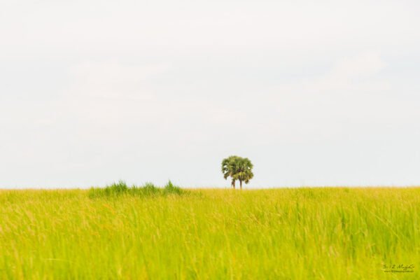 Horizon Trees