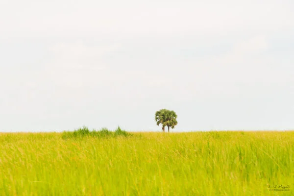 Horizon Trees